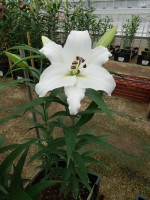 [5649 VH79 No01.JPG]